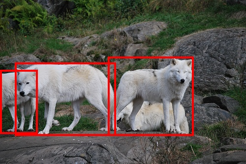 Image of three white wolves with red bounding boxes